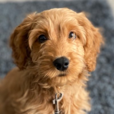 🐾 Ted the f1 cockapoo puppy 🐾 10/11/21 🐾 Glasgow, Scotland 🐾