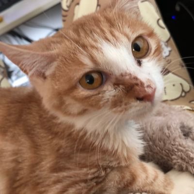 fuuko2107's profile picture. 2021.07生まれ茨城県出身のフーコ🚺 ご飯、ミルク、ボール遊び大好きな女の子👧2022.3/5にFIP(猫伝染性腹膜炎)ドライタイプ中後期と診断されました。下半身不随あり #FIP #白内障 #緑内障