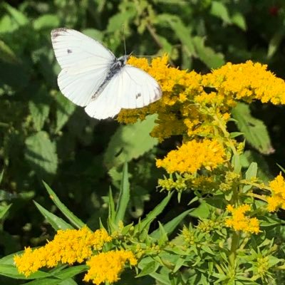 Leben allein genügt nicht, sagte der Schmetterling. Sonnenschein, Freiheit und eine kleine Blume muss man auch haben.