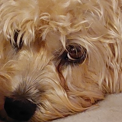 Život se psem je lepší.
#dandiedinmontterrier
