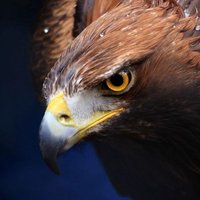 Tom (@fe_inter32) 's Twitter Profile