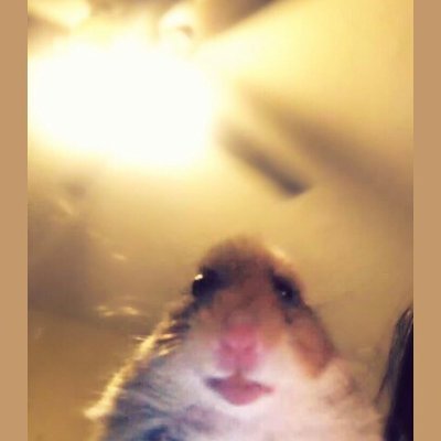 blastprocessin3's profile picture. no se solo existo, a y si, soy mod de @fakerodri en twitch