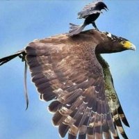 Highlander Inmortal 🇵🇾 (@victory30118585) 's Twitter Profile Photo