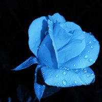 Shelby ๐๐ฆ๐๐ถ๐ (@shelby_violet) 's Twitter Profile