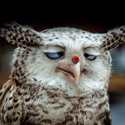 IdumahIkhide's profile picture. simple and cool