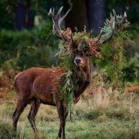 woods 🚲⛰️🌵🚚❄️ (@susan__ev) 's Twitter Profile