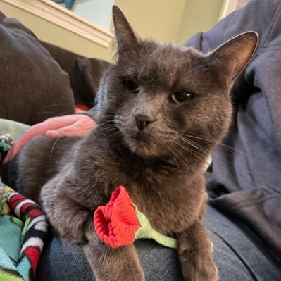 I am a Russian Blue & Maine Coon mix 12 yr old male cat! That me in the picture and guess what? I’m doing pretty damn good now thanks to you who could help.