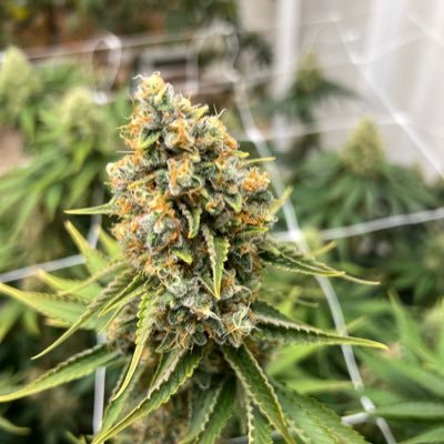 dillonridley's profile picture. Bitcoin. Cannabis. Window Tint.