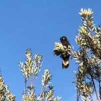 Jing Qi (@jingqi_rmit) 's Twitter Profile