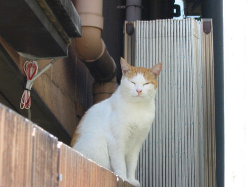 Masako3181's profile picture. 犬好き・猫好き・爬虫類好き・両生類好き・お酒大好き