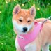 Shib Gal On Coin (@shibgaloncoin) Twitter profile photo Shib Gal On Coin (@shibgaloncoin) Twitter profile photo