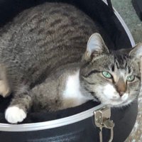 JamesJamesmusician (@musicfrmjames) 's Twitter Profile