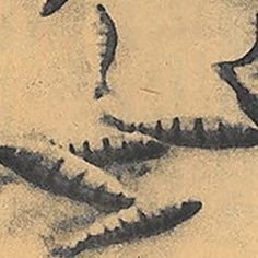 myfishwrap's profile picture. Not sure.