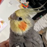 motoki (@motokichy) 's Twitter Profile Photo