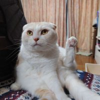 pyonpyon (@pyonpyon10) 's Twitter Profile