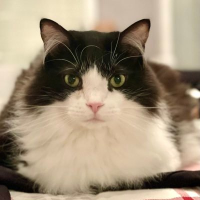 Realtor, kitchen designer, decorating and pet addict