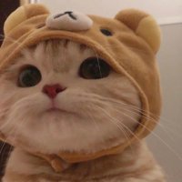 fecocool (@fecocool) 's Twitter Profile Photo fecocool (@fecocool) 's Twitter Profile Photo