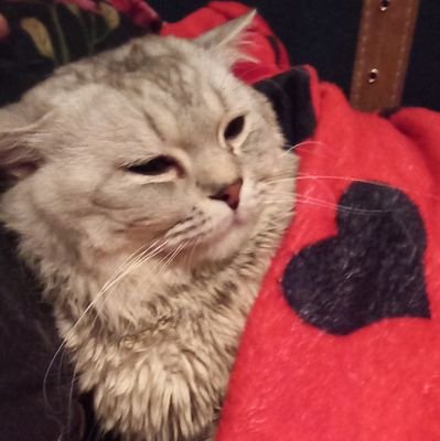 Hamash96's profile picture. 