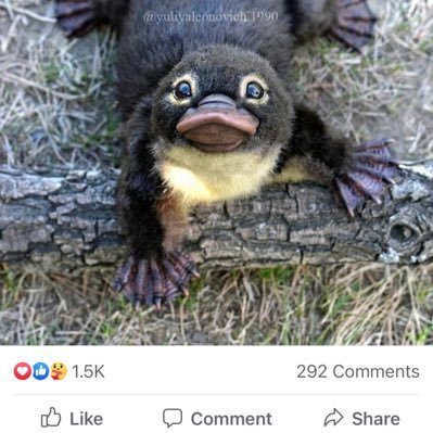 pa_boston's profile picture. 