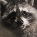 Varkie (@varkieliefe) Twitter profile photo Varkie (@varkieliefe) Twitter profile photo