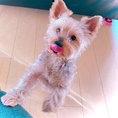 ペットの家族化推進をミッションに掲げる会社の代表をしております。 新卒・中途共に仲間を募集しておりますのでご興味ございましたら直接メッセージ頂けましたら幸いです。 株式会社エス・エム・エス9年→株式会社TYL8期目(創業)