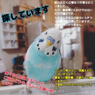 2022.2.14  
千葉県柏市からセキセイインコブルー&白
不注意により逃がしてしまいました。
助けてください😢😢 探しています
目撃した、保護してくださった、どんな 些細な情報でも構いません。どうかどうかお力お貸しいただけないでしょうか🙏ご協力どうぞよろしくお願い致します。