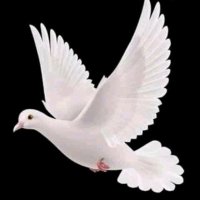 @iamwhite (@c4pres) 's Twitter Profile
