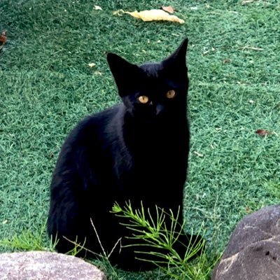 nr753's profile picture. 753(なごみ)成人済🏀🗻👑❹❽/❾❽多。🥷ｻｻ山ﾍｲﾀﾞﾕ教の土利派。鉢雷及び雷受の5⃣年沼にも落ちつつ。すけべ垢👉🏻@753_53box 諸々のリンク👉🏻https://t.co/KuiBPSLwaI