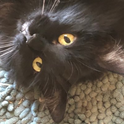 Screenwriter/mom/Mother 2 Dragon-Kittehs 🐈⬛🐈🐈⬛ #SFWA, #NAFO, Mensa. слава україні!🇺🇦💛💙 • - • - • -🦋@arijordan444.bsky.social & Insta: @dinahwilliecats