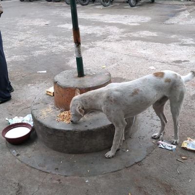 Hyd feeders group for animal lovers who feed community dogs/animals and animal welfare.