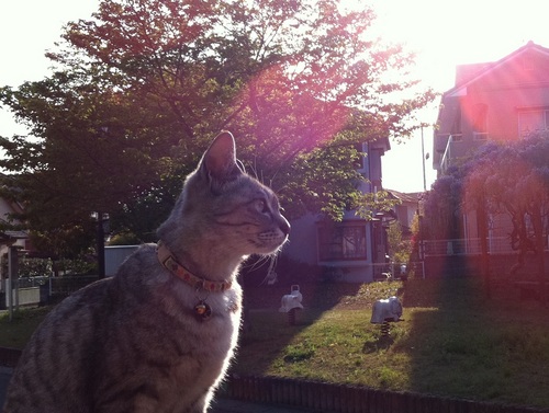 allwinwinwin's profile picture. おらはトンコツラーメン生誕の地、筑紫嶋に住んでいる。
Androidの会しぶちょう・Androidの会うんえい、クラウウドを少々嗜む。
くだらない、つぶやきをしています。