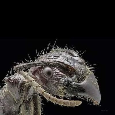 RSCistheway's profile picture. 🥷 ®️💲©️ 🥷                  
• ∆∆∆ •