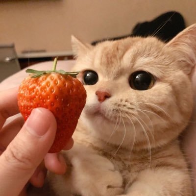 mamahaichanoo's profile picture. 