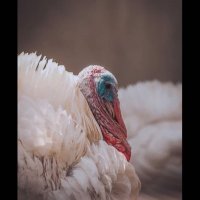 Bebex (@bebexorigin) 's Twitter Profile