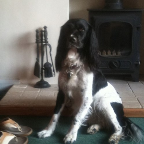 nufc1963's profile picture. 