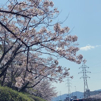 欅坂46🌳櫻坂46🌸無言フォロー失礼します