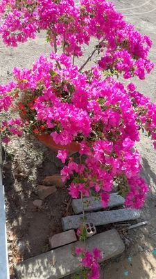 MaiHng75641038's profile picture. Tiền không mua được tất ca