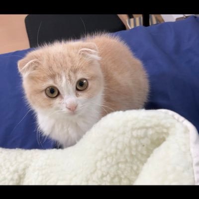 latte ラテ 2021.10.10 スコティッシュフォールド 男の子🙋♂️ 元気で甘えん坊な猫です😽 milk ミルク 2021.8.13 ペルシャ 男の子🙋♂️子供達が飼ってるのんびり屋のマイペース猫です🐱 バツイチおっさんと猫の日常を配信中です!