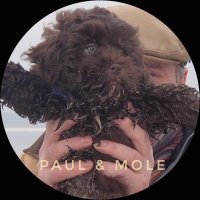 Paul & Mole 🐾(@getjourneyman) 's Twitter Profile Photo