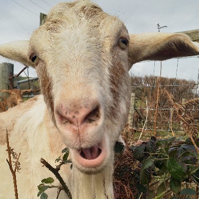 Untethered Goats of the Resistance
https://t.co/rSZ27ttsjW