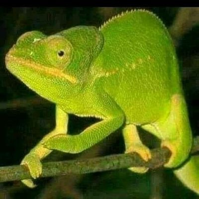 Moi je suis guérisseur en médecine traditionnelle