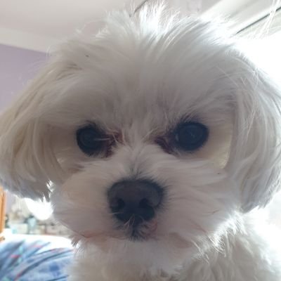 Bonitheking's profile picture. Denk Positiv!