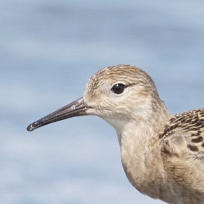 大学院生。北の大地でのんびり鳥を見ています。