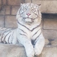 ぷぷ (@pupu_rug) 's Twitter Profile Photo ぷぷ (@pupu_rug) 's Twitter Profile Photo