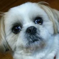 レイノ (@4rmqts4zskml0rs) 's Twitter Profile