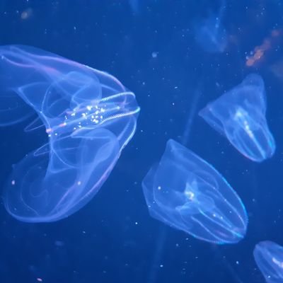 糊子さんのプロフィール画像