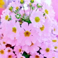 はるる☆ (@haruru3674) 's Twitter Profile Photo はるる☆ (@haruru3674) 's Twitter Profile Photo
