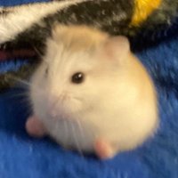 너클 (@knucklechance) 's Twitter Profile