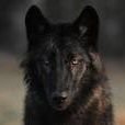 WOLF (@_xamorro_) 's Twitter Profile
