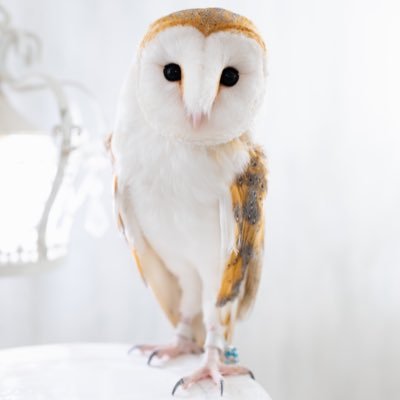 可愛いお顔でちょっとドライな性格のメンフクロウの男の子シュガーお兄さんだよ☆🦉 ベルギー出身、東京上野のフクロウの巣カフェから来ました🦉🥩 お誕生日は9月20日🦉🎁 たまに投稿されるチワワは妹のウタ🐶🎶💕 不定期出現ですが秋葉原のアキバフクロウさんで会えるアイドルもしてます🦉